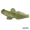 Cryptocentrus cinctus 'Grey' Yellow Prawn Goby