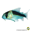 Brochis sp. 'CW106' Mitu Cory CW106