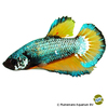 Betta splendens 'Plakat Mustard' Betta Plakat Mustard