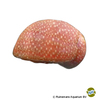 Clithon sowerbianum 'Pink Lady' Mini Neritine Snail Pink Lady