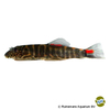 Gastromyzon sp. 'Bloody Mary' Hillstream Loach Bloody Mary