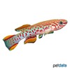 Fundulopanchax gardneri gardneri 'Akure' Gardner's Killifish Akure