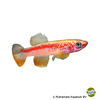 Fundulopanchax avichang Avichang Killifish