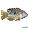 Gymnogeophagus meridionalis Muerte Creek Eartheater