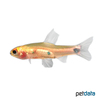 Neolebias powelli Domino Tetra