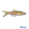 Rasbora trilineata 'Gold' Scissortail Rasbora Gold