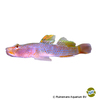 Rhinogobius maculafasciatus Spotted Rhino Goby