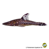 Hypoptopoma sp. 'Ucayali' Giant Otocinclus Ucayali