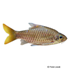 Enteromius guirali African Blackfin Barb