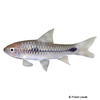 Enteromius camptacanthus African Redfinned Barb