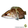 Ctenopoma maculatum Spotted Bushfish