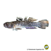Mugilogobius chulae Yellowstripe Goby
