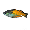 Melanotaenia parkinsoni 'Orange' Parkinson's Rainbowfish Orange