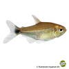 Hasemania hanseni Hansen Tetra