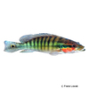 Lugubria cincta Green Banded Pike Cichlid
