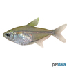 Hemigrammus collettii Colletti Tetra