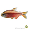 Hyphessobrycon notidanos 'Red Devil' Red Devil Tetra