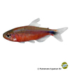 Hyphessobrycon sp. 'Infernalis' Infernal Tetra