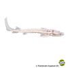 Acipenser gueldenstaedtii 'Zebra' Russian Sturgeon Zebra