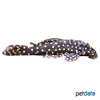 Scobinancistrus raonii Opal Spot Pleco