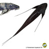 Lamontichthys stibaros Stibaros Whiptail
