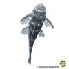 Hypancistrus vandragti Dwarf Spiny Pleco