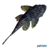 Hopliancistrus tricornis Hooked Pleco