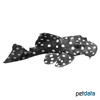 Baryancistrus sp. 'L274' Softspotted Snowball Pleco