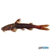 Glyptothorax trilineatus Three-lined Catfish