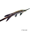 Farlowella mariaelenae Orinoco Twig Catfish