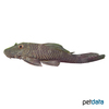 Chaetostoma tachiraense Tachira Rubbernose Pleco