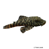 Chaetostoma sacramento Ornate Rubbernose Pleco