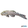 Chaetostoma joropo Spotted Bulldog Pleco