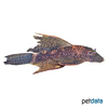 Ancistrus sp. 'L338' Longfin Guama Bristlenose L338 Longfin