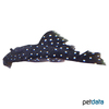 Spectracanthicus punctatissimus Bluespotted Pleco