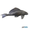 Pterygoplichthys ambrosettii Snow King Pleco