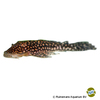 Pseudancistrus genisetiger Slate Pleco