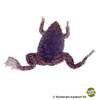 Pipa parva Suriname Dwarf Toad