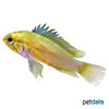 Apistogramma hoignei Highfin Dwarf Cichlid