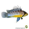 Apistogramma atahualpa Atahualpa Dwarf Cichlid