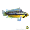 Apistogramma allpahuayo Black Chin Apistogramma