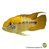 Apistogramma alacrina 'Rio Ariari' Alacrina Apistogramma Rio Ariari