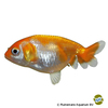 Carassius auratus auratus Fantail Ranchu Red/White