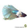 Betta splendens 'Super Delta Dumbo Ear' Super Delta Dumbo Ear Betta