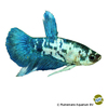 Betta splendens 'Plakat Marble Blue' Plakat Marble Blue Betta