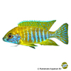 Aulonocara stuartgranti 'Maleri' Grant's Peacock Maleri