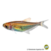 Heterocharax virgulatus Blueline Glass Tetra