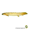 Polypterus senegalus 'Golden Marble' Senegal Bichir Golden Marble