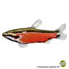 Nannostomus sp. 'Cenepa' Cenepa Red Pencilfish