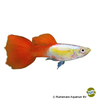 Poecilia reticulata var. Guppy Platinum Red